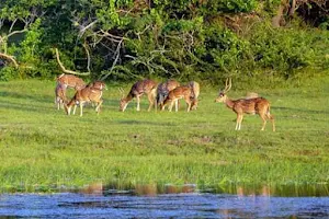 Maduru Oya National Park image