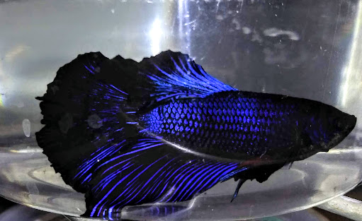 Pet Supply Store «Petco Animal Supplies», reviews and photos, 125 Lincoln Hwy, Exton, PA 19341, USA