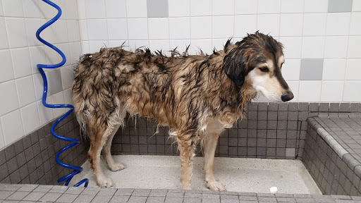 Pet Supply Store «Unleashed by Petco», reviews and photos, 4460 Tassajara Rd a, Dublin, CA 94568, USA