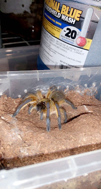 KF Invertebrates - Photo 6 - Car repair in , Hartford