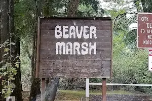 Beaver Marsh image