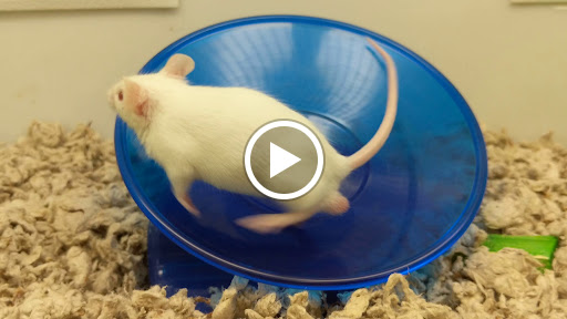 Pet Supply Store «Petco Animal Supplies», reviews and photos, 4915 E 41st St C, Tulsa, OK 74135, USA