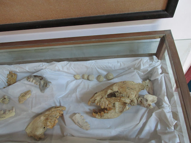 Comentarii opinii despre Muzeul de Științe naturale Tinca