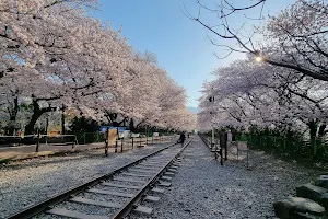 Gyeonghwa Station Cherry Blossom Road image