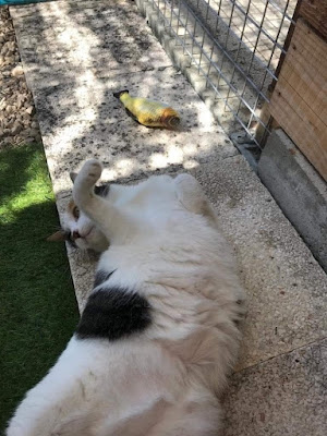 Un rêve de chat à Parisot