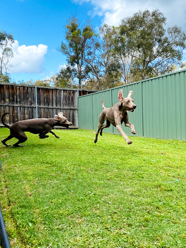 Sydney Dog and Cat Boarding - Luxury boarding kennels sydney