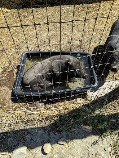 Florist «Loose Caboose LLC», reviews and photos, 18492 E Telegraph Rd, Santa Paula, CA 93060, USA