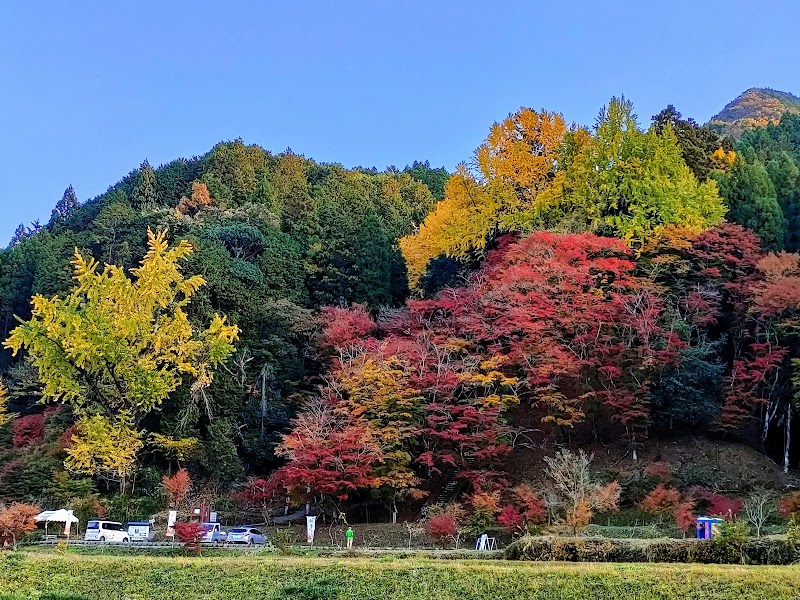 御霊もみじ(御霊神社)