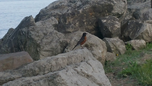 Park «Lake Erie Metropark», reviews and photos, 32481 W Jefferson Ave, Brownstown Charter Twp, MI 48173, USA