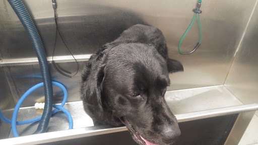 Pet Supply Store «Pet Supplies Plus», reviews and photos, 2441 N Center St, Hickory, NC 28601, USA