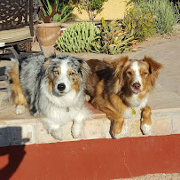 Dog Days - Photo 4 - Car repair in Tempe, AZ, Chandler