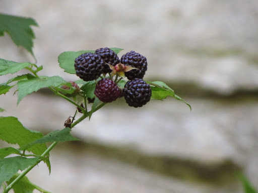 Bed & Breakfast «Red Leaf River Inn», reviews and photos, 146 Chestnut Walk Dr, Waynesville, NC 28786, USA