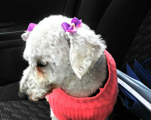 Pet Supply Store «Petco Animal Supplies», reviews and photos, 777 Stillwater Ave, Bangor, ME 04401, USA