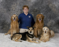 All Dawgs - Photo 2 - Car repair in Albany, NY, Albany