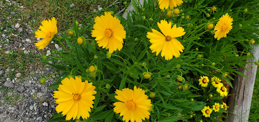 Tourist Attraction «Quintana Beach», reviews and photos, 898 2nd St, Quintana, TX 77541, USA