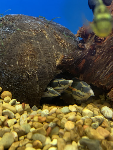 Pet Supply Store «Petco Animal Supplies», reviews and photos, 324 S College Rd, Wilmington, NC 28403, USA