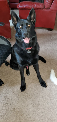 Pet Supply Store «Pet Food Express», reviews and photos, 5829 Lone Tree Way, Antioch, CA 94531, USA