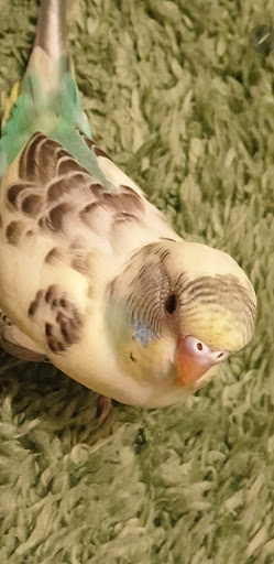 Pet Supply Store «College Greens Pet Center», reviews and photos, 3311 Julliard Dr # A, Sacramento, CA 95826, USA