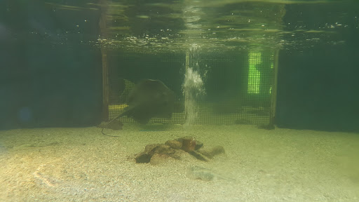 Aquarium «St. Augustine Aquarium», reviews and photos, 2045 FL-16, St Augustine, FL 32084, USA