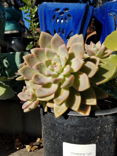 Plant Nursery «San Gabriel Nursery & Florist», reviews and photos, 632 S San Gabriel Blvd, San Gabriel, CA 91776, USA