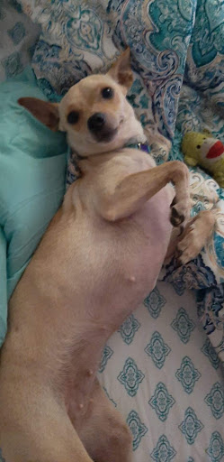 Pet Groomer «Dog Gone Cute Grooming & Bowtique», reviews and photos, 446 Racetrack Rd NW Unit F, Fort Walton Beach, FL 32547, USA