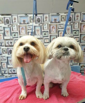 Lily's Grooming Services