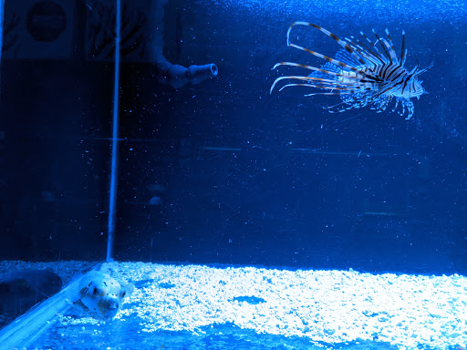 Tropical Fish Store «Beyond the Reef», reviews and photos, 205 W Golf Rd, Schaumburg, IL 60195, USA