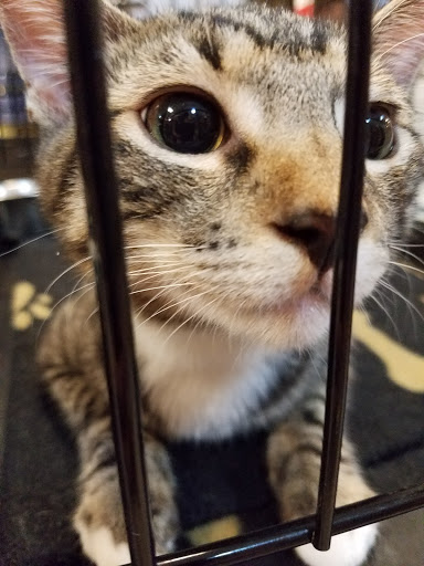 Pet Supply Store «PetSmart», reviews and photos, 6348 Foothill Blvd, Tujunga, CA 91042, USA