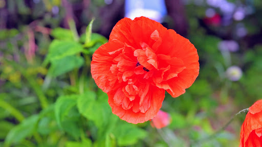 Toy Store «Stone Soup», reviews and photos, 113 Main St, Bar Harbor, ME 04609, USA