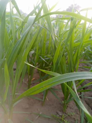 Florist «June Florist», reviews and photos, 8607 18th Ave, Brooklyn, NY 11214, USA