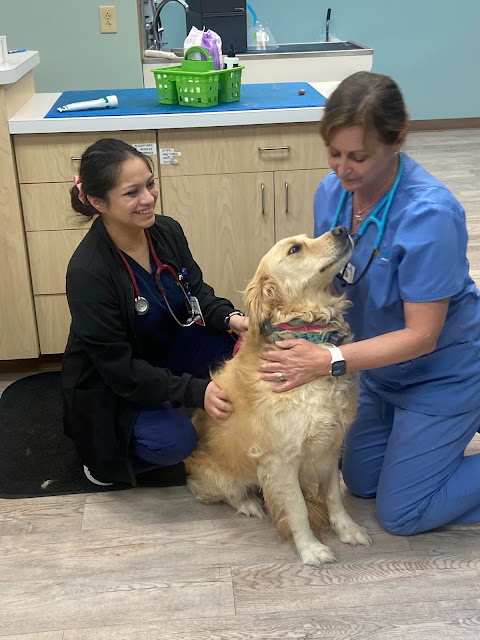 Noah's Animal Hospital North