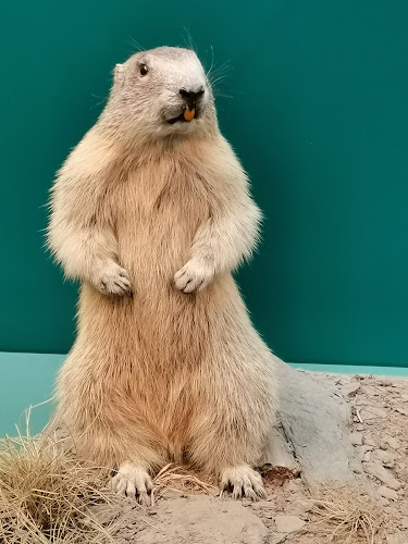 Bündner Naturmuseum - Chur