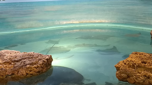 Aquarium «New England Aquarium», reviews and photos, 1 Central Wharf, Boston, MA 02110, USA