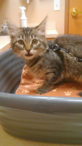 Goldsboro Heather DVM image