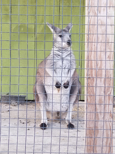 Childrens Farm «Best Long Island Pumpkin Picking», reviews and photos, 250 Old Country Rd, Melville, NY 11747, USA