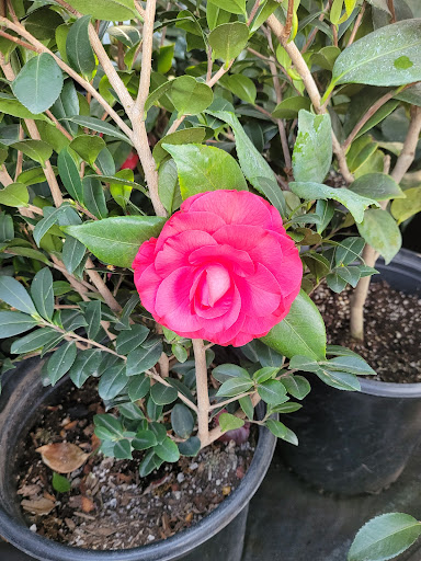 Home Improvement Store «The Home Depot», reviews and photos, 2300 S Harbor Blvd, Costa Mesa, CA 92626, USA