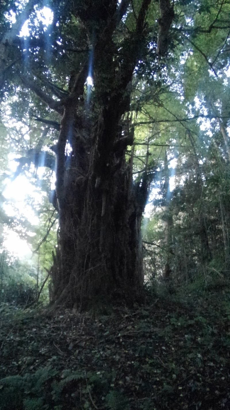 伊影山神社のイチョウ