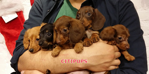 CITIPUPS CHELSEA