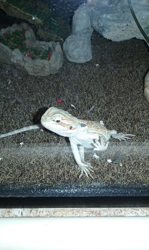 Pet Supply Store «PetSmart», reviews and photos, 5722 Fairmont Pkwy, Pasadena, TX 77505, USA