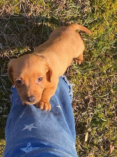 Pet Store «Tri-Creek Kennels», reviews and photos, 5641 US-129, Pendergrass, GA 30567, USA