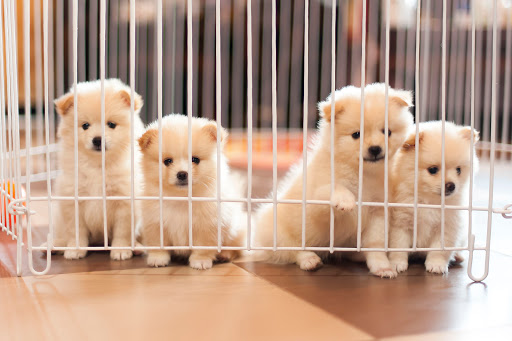 Pet Supply Store «Bully Zone Pet Supplies & Pet Grooming», reviews and photos, 1409 McCarter Hwy, Newark, NJ 07104, USA