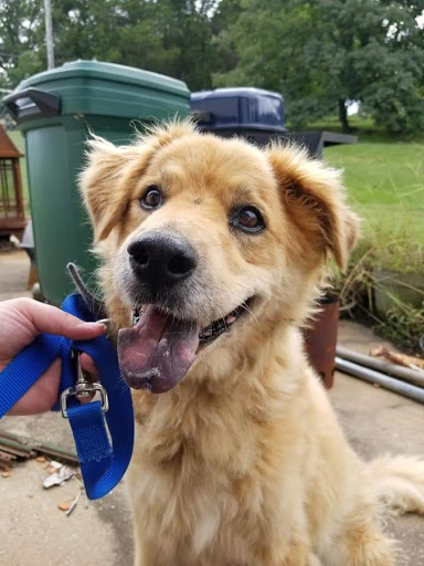 Animal Clinic of Herculaneum veterinary clinic