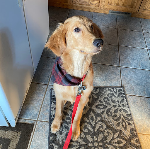 Pet Supply Store «PetSmart», reviews and photos, 1705 N Bechtle Ave, Springfield, OH 45504, USA