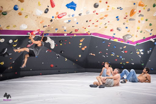 Monkeys Climbing Gym