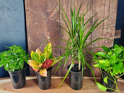 Florist «Sunshine Floral», reviews and photos, 1903 George St, La Crosse, WI 54603, USA