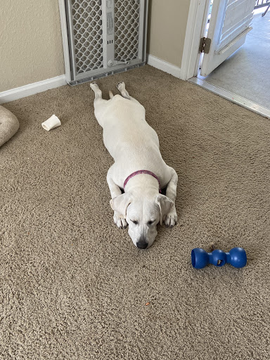 Pet Boarding Service «All About Pets», reviews and photos, 130 Arrow Rd #102, Hilton Head Island, SC 29928, USA