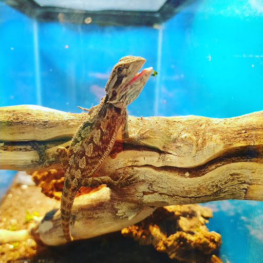 Pet Store «Fins Feathers Paws Claws», reviews and photos, 201 Station Rd, Quakertown, PA 18951, USA