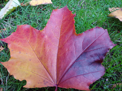 Park «Morrill Meadows Park», reviews and photos, 10600 SE 248th St, Kent, WA 98030, USA