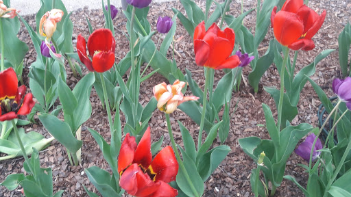 Theater Company «Michigan Theater», reviews and photos, 603 E Liberty St, Ann Arbor, MI 48104, USA