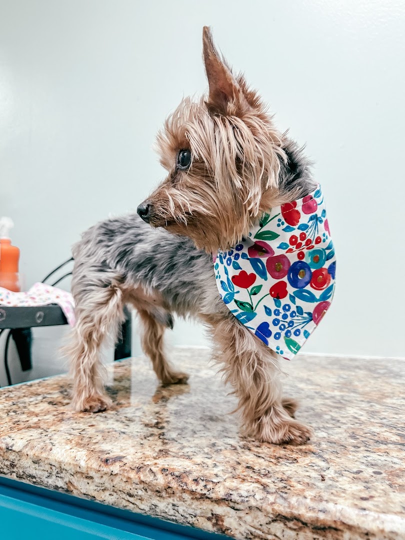Lex Pets Grooming and Services | Pet groomer in Rye, NY